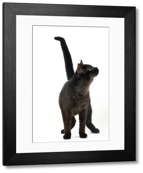 Framed Print : Picture No. 10773523 Framed Print : Picture No. 10773523