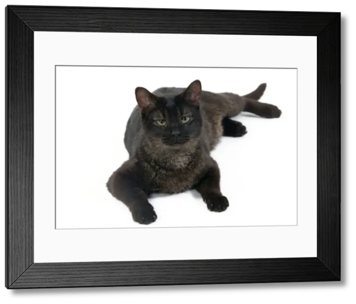 Framed Print : Picture No. 10773525 Framed Print : Picture No. 10773525