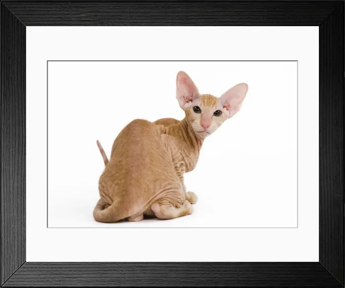 Framed Print : Picture No. 10773526 Framed Print : Picture No. 10773526