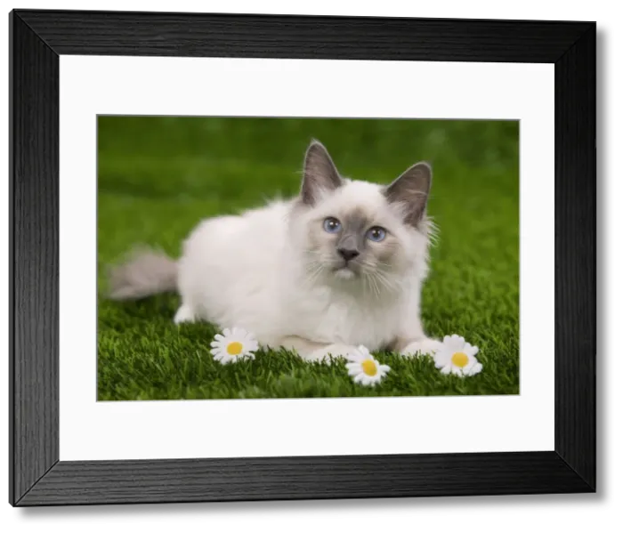 Framed Print : Picture No. 10773537 Framed Print : Picture No. 10773537