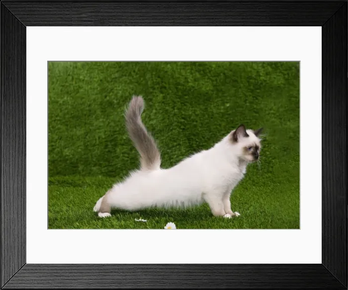 Framed Print : Picture No. 10773540 Framed Print : Picture No. 10773540