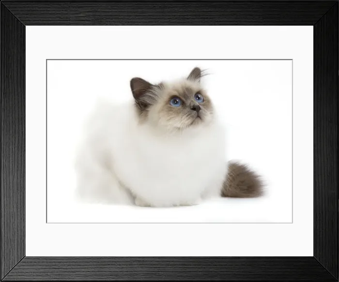 Framed Print : Picture No. 10773541 Framed Print : Picture No. 10773541