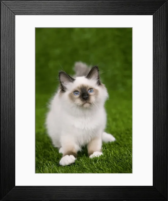 Framed Print : Picture No. 10773539 Framed Print : Picture No. 10773539