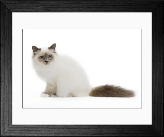 Framed Print : Picture No. 10773545 Framed Print : Picture No. 10773545