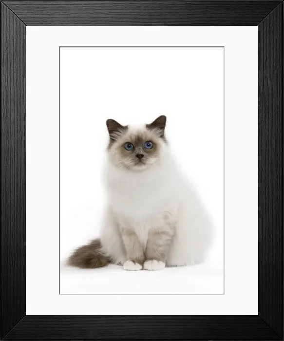 Framed Print : Picture No. 10773546 Framed Print : Picture No. 10773546