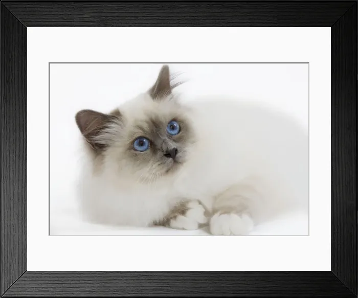 Framed Print : Picture No. 10773547 Framed Print : Picture No. 10773547