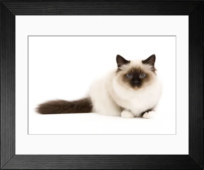 Framed Print : Picture No. 10773549 Framed Print : Picture No. 10773549