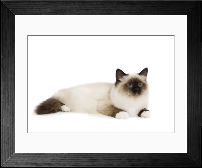 Framed Print : Picture No. 10773550 Framed Print : Picture No. 10773550