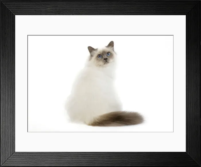 Framed Print : Picture No. 10773544 Framed Print : Picture No. 10773544