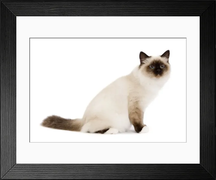 Framed Print : Picture No. 10773548 Framed Print : Picture No. 10773548