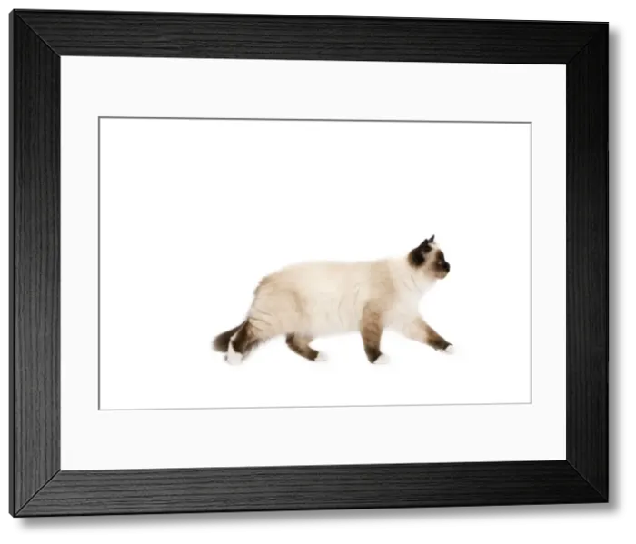 Framed Print : Picture No. 10773552 Framed Print : Picture No. 10773552