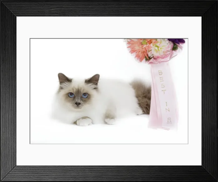 Framed Print : Picture No. 10773543 Framed Print : Picture No. 10773543