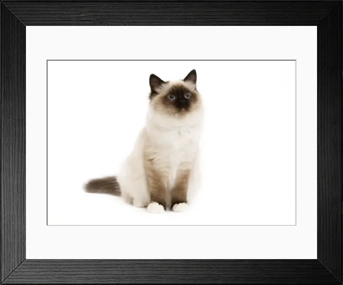 Framed Print : Picture No. 10773554 Framed Print : Picture No. 10773554