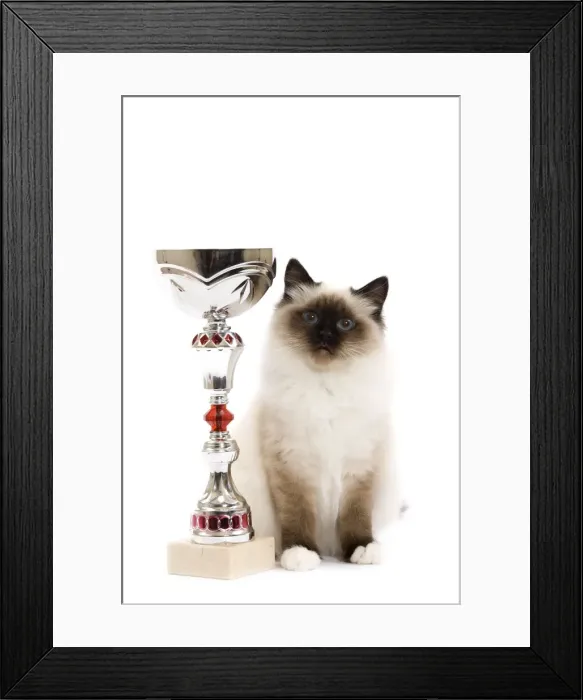 Framed Print : Picture No. 10773551 Framed Print : Picture No. 10773551