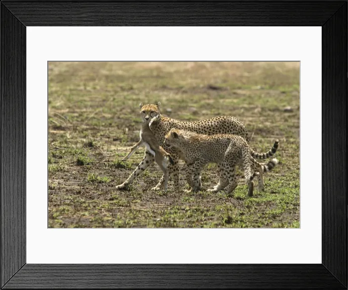 Framed Print : Picture No. 10773674 Framed Print : Picture No. 10773674