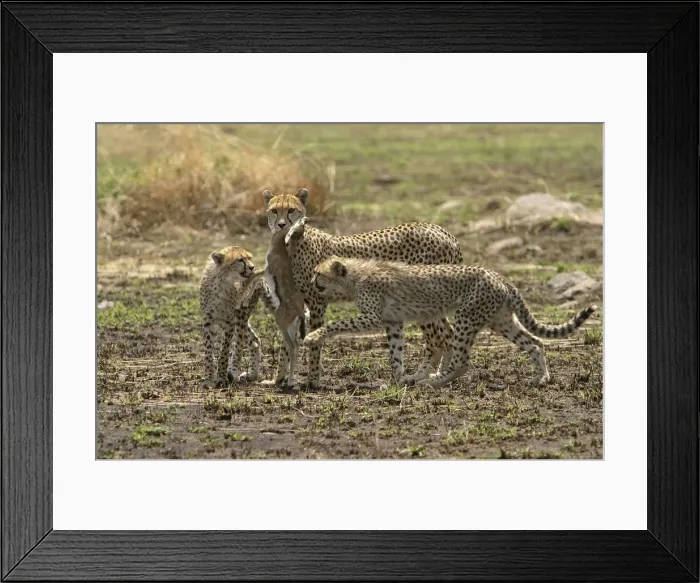 Framed Print : Picture No. 10773685