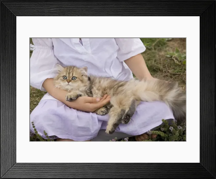 Framed Print : Picture No. 10773709 Framed Print : Picture No. 10773709