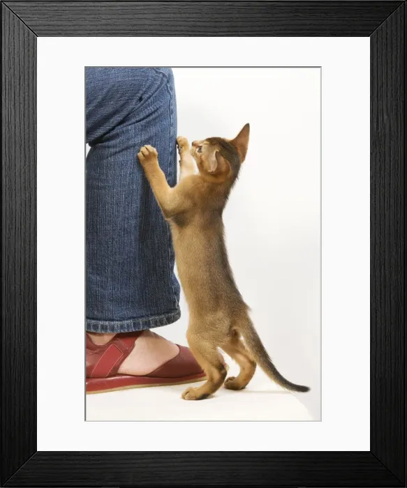 Framed Print : Picture No. 10773779 Framed Print : Picture No. 10773779