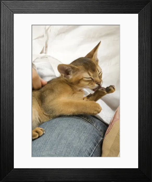 Framed Print : Picture No. 10773785 Framed Print : Picture No. 10773785