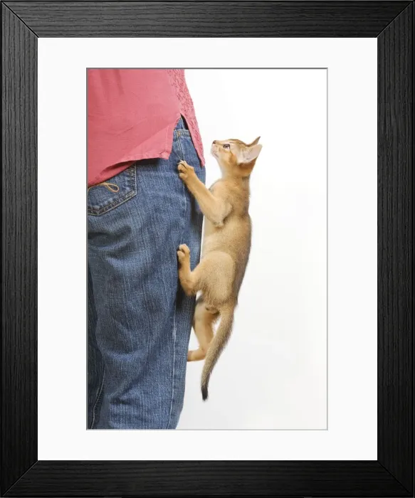 Framed Print : Picture No. 10773780 Framed Print : Picture No. 10773780