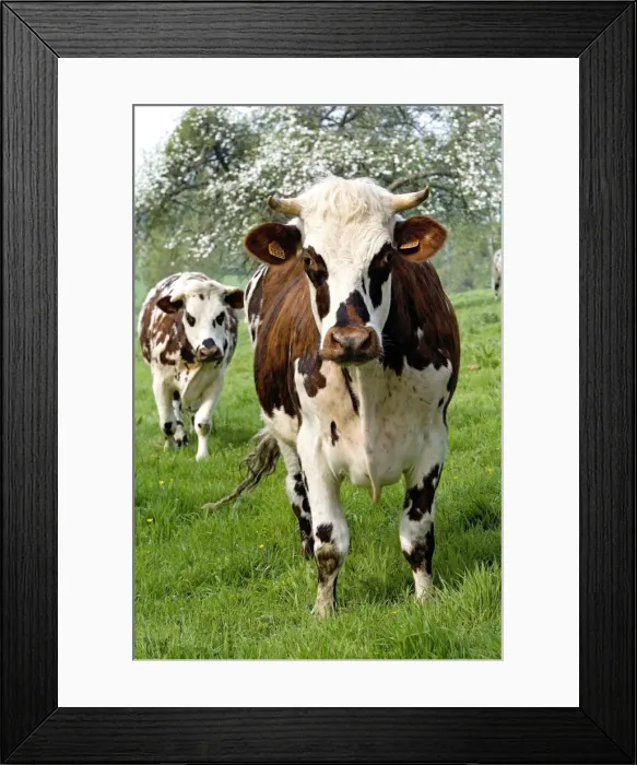 Framed Print : Picture No. 10773844 Framed Print : Picture No. 10773844