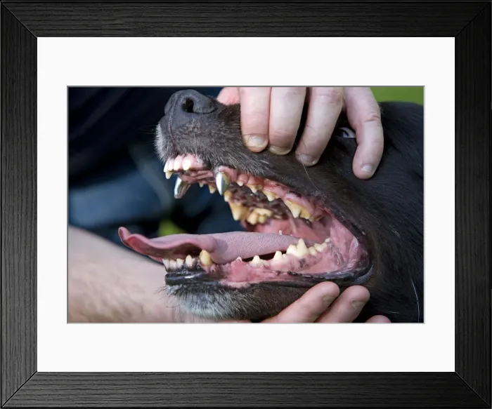 Framed Print : Picture No. 10773854 Framed Print : Picture No. 10773854