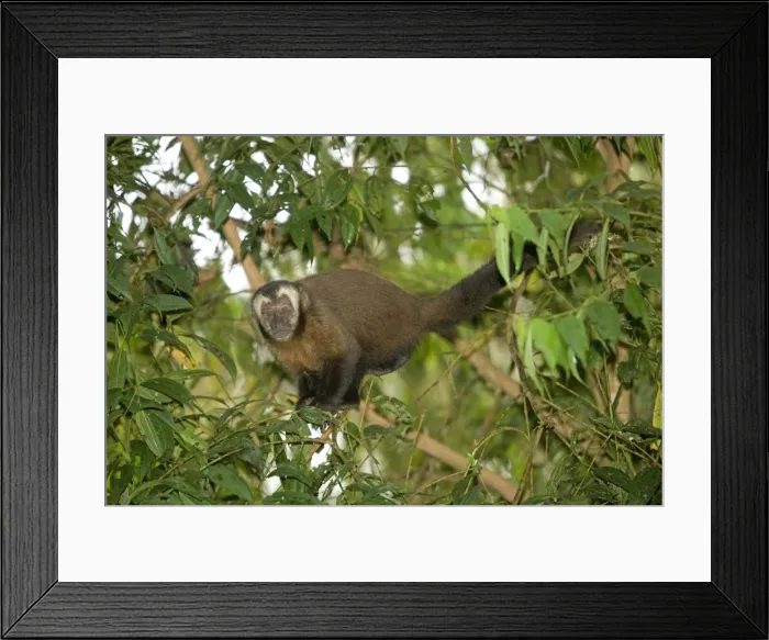 Framed Print : Picture No. 10773826 Framed Print : Picture No. 10773826