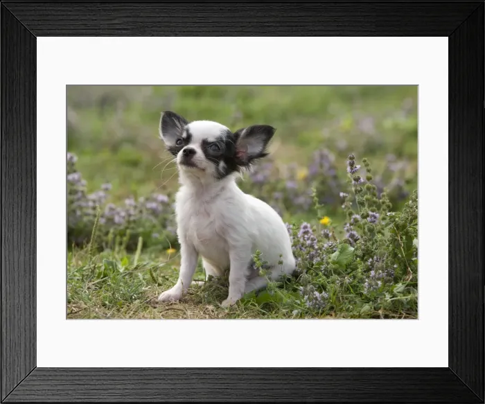 Framed Print : Picture No. 10773878 Framed Print : Picture No. 10773878
