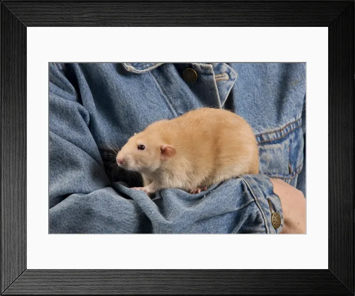 Framed Print : Picture No. 10774091 Framed Print : Picture No. 10774091