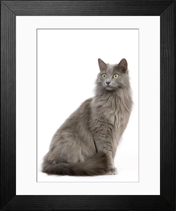 Framed Print : Picture No. 10774098 Framed Print : Picture No. 10774098