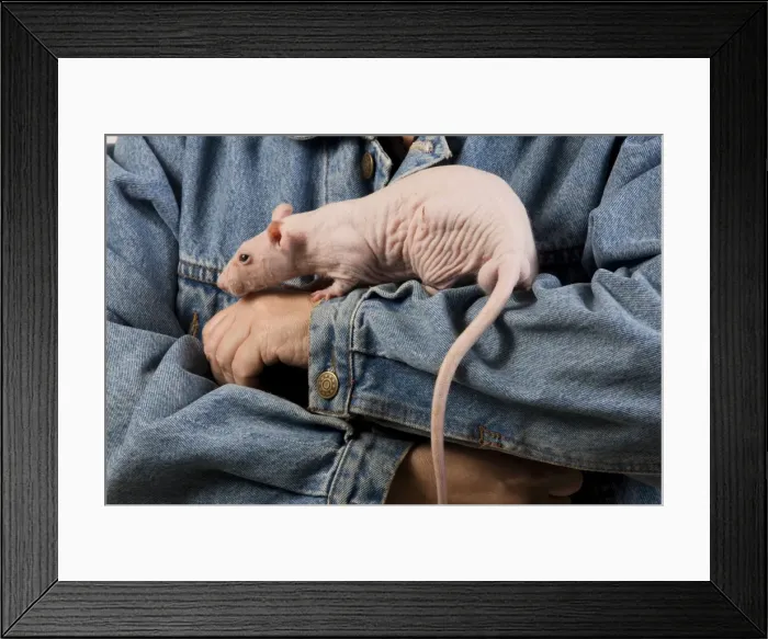 Framed Print : Picture No. 10774093 Framed Print : Picture No. 10774093