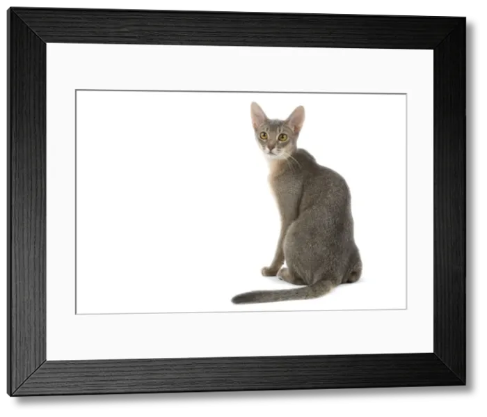 Framed Print : Picture No. 10774241 Framed Print : Picture No. 10774241