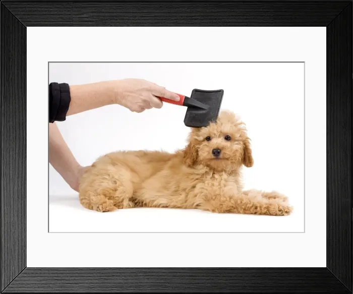 Framed Print : Picture No. 10774301 Framed Print : Picture No. 10774301