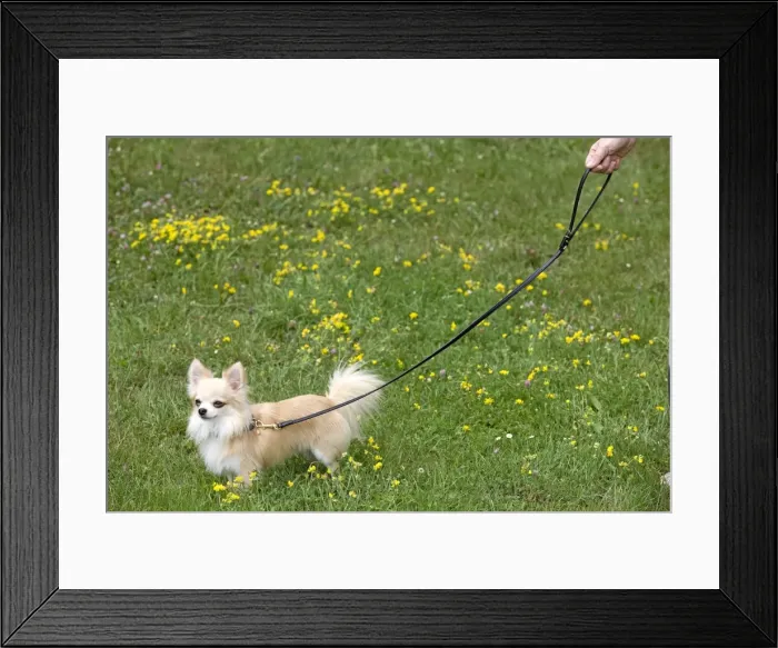 Framed Print : Picture No. 10774731 Framed Print : Picture No. 10774731