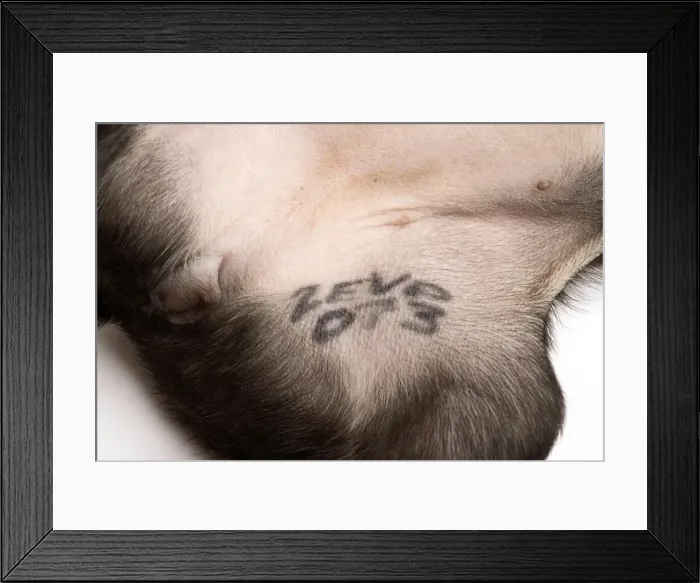 Framed Print : Picture No. 10774419 Framed Print : Picture No. 10774419