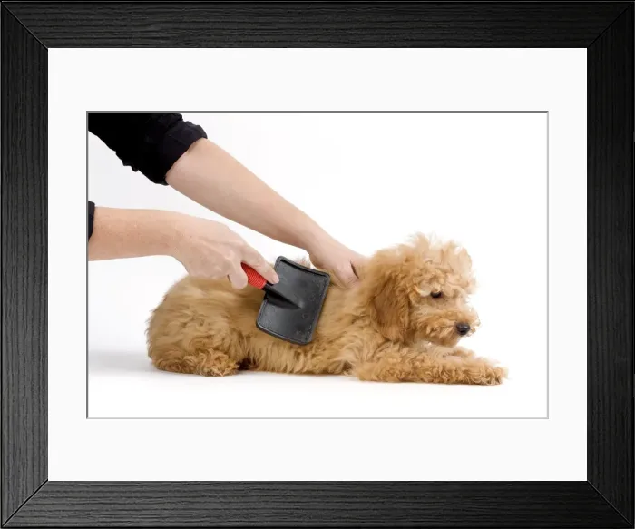 Framed Print : Picture No. 10774300 Framed Print : Picture No. 10774300