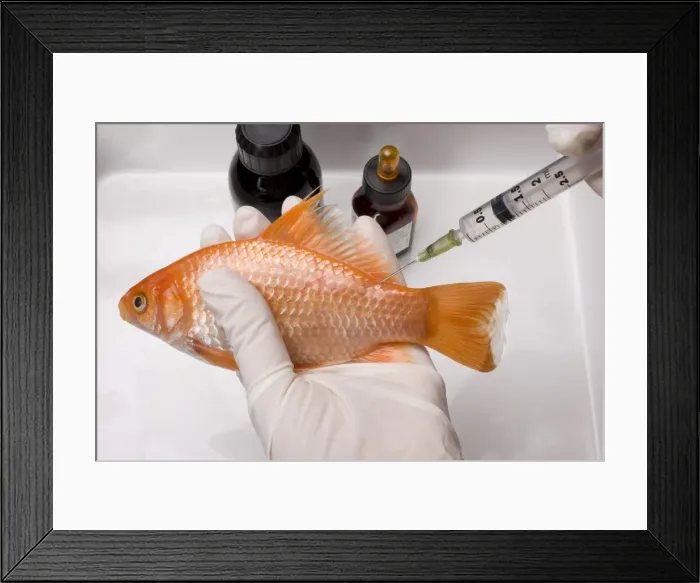 Framed Print : Picture No. 10774448 Framed Print : Picture No. 10774448