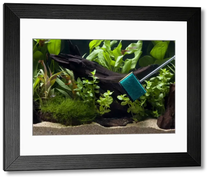 Framed Print : Picture No. 10774452 Framed Print : Picture No. 10774452