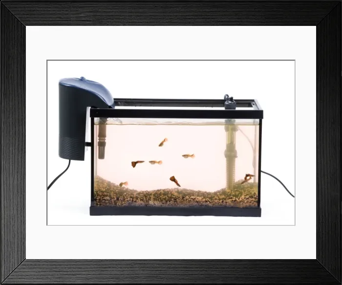 Framed Print : Picture No. 10774466