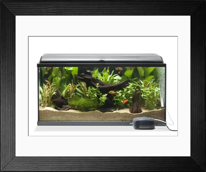 Framed Print : Picture No. 10774533 Framed Print : Picture No. 10774533