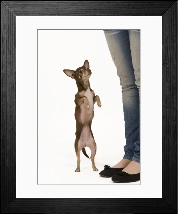 Framed Print : Picture No. 10775932 Framed Print : Picture No. 10775932