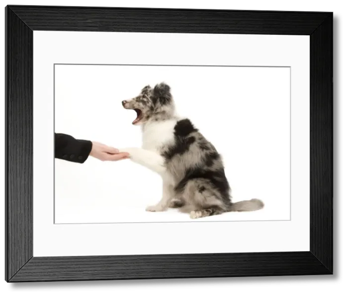 Framed Print : Picture No. 10775919 Framed Print : Picture No. 10775919