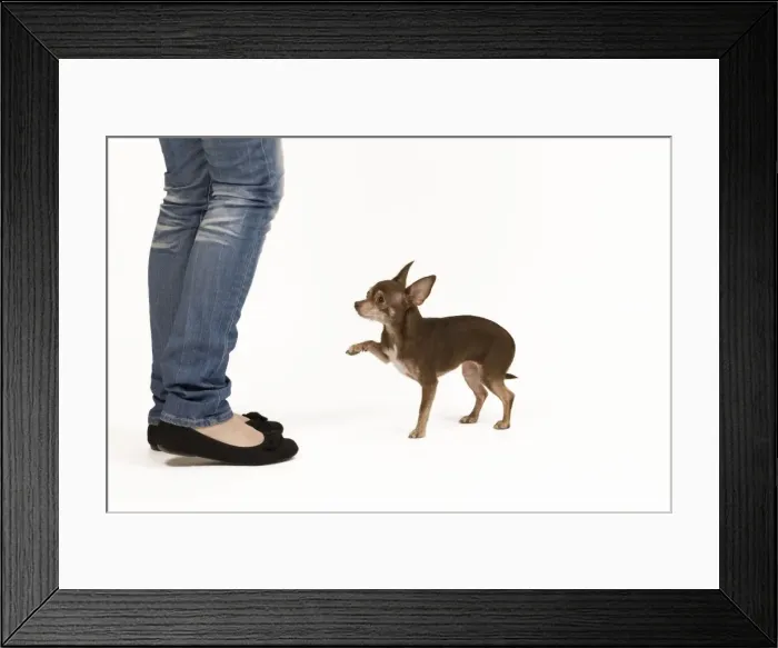 Framed Print : Picture No. 10775930