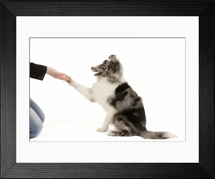 Framed Print : Picture No. 10775936 Framed Print : Picture No. 10775936