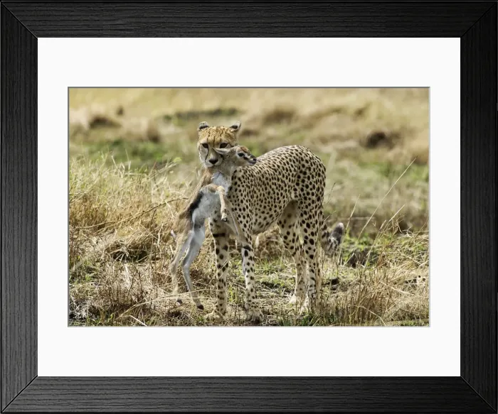 Framed Print : Picture No. 10776019 Framed Print : Picture No. 10776019