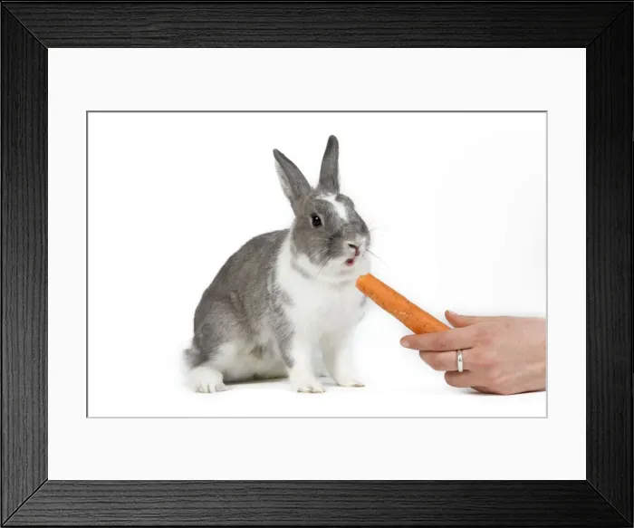 Framed Print : Picture No. 10776162