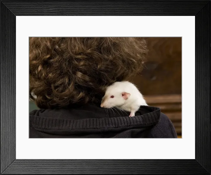 Framed Print : Picture No. 10776177 Framed Print : Picture No. 10776177