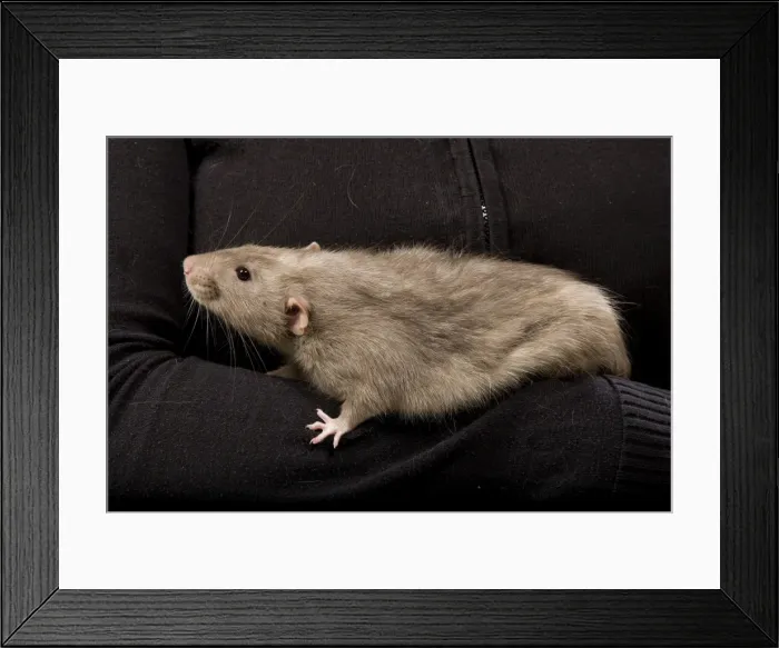 Framed Print : Picture No. 10776182 Framed Print : Picture No. 10776182
