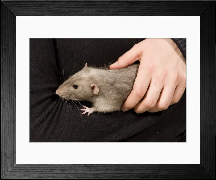 Framed Print : Picture No. 10776184 Framed Print : Picture No. 10776184