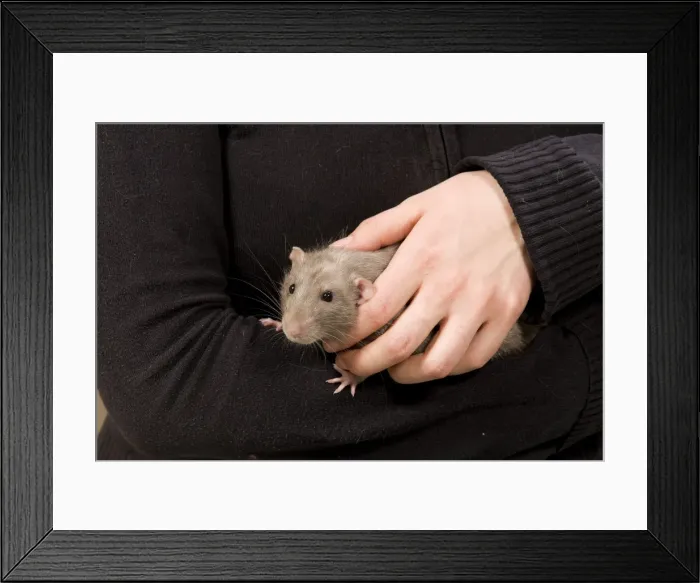 Framed Print : Picture No. 10776183 Framed Print : Picture No. 10776183